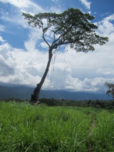 The tree that captivated me...it has been standing there since WWII