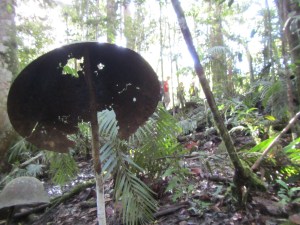 Japanese defence site at the top of Eora Creek
