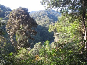 View down to the creek from the Japanese defence site