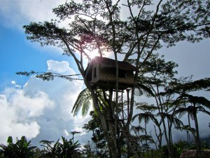 Tree house at Naduri