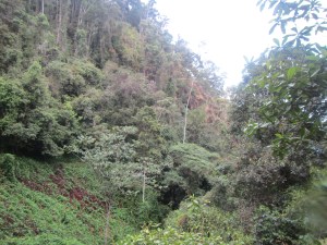 The view from halfway up the mountain after leaving Efogi
