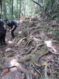 Those dirty, slippery roots