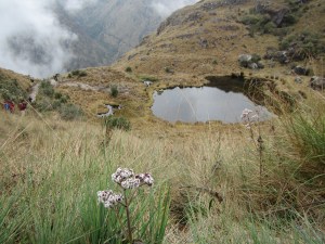 A deer's little paradise.