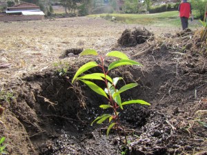 Planting the future.